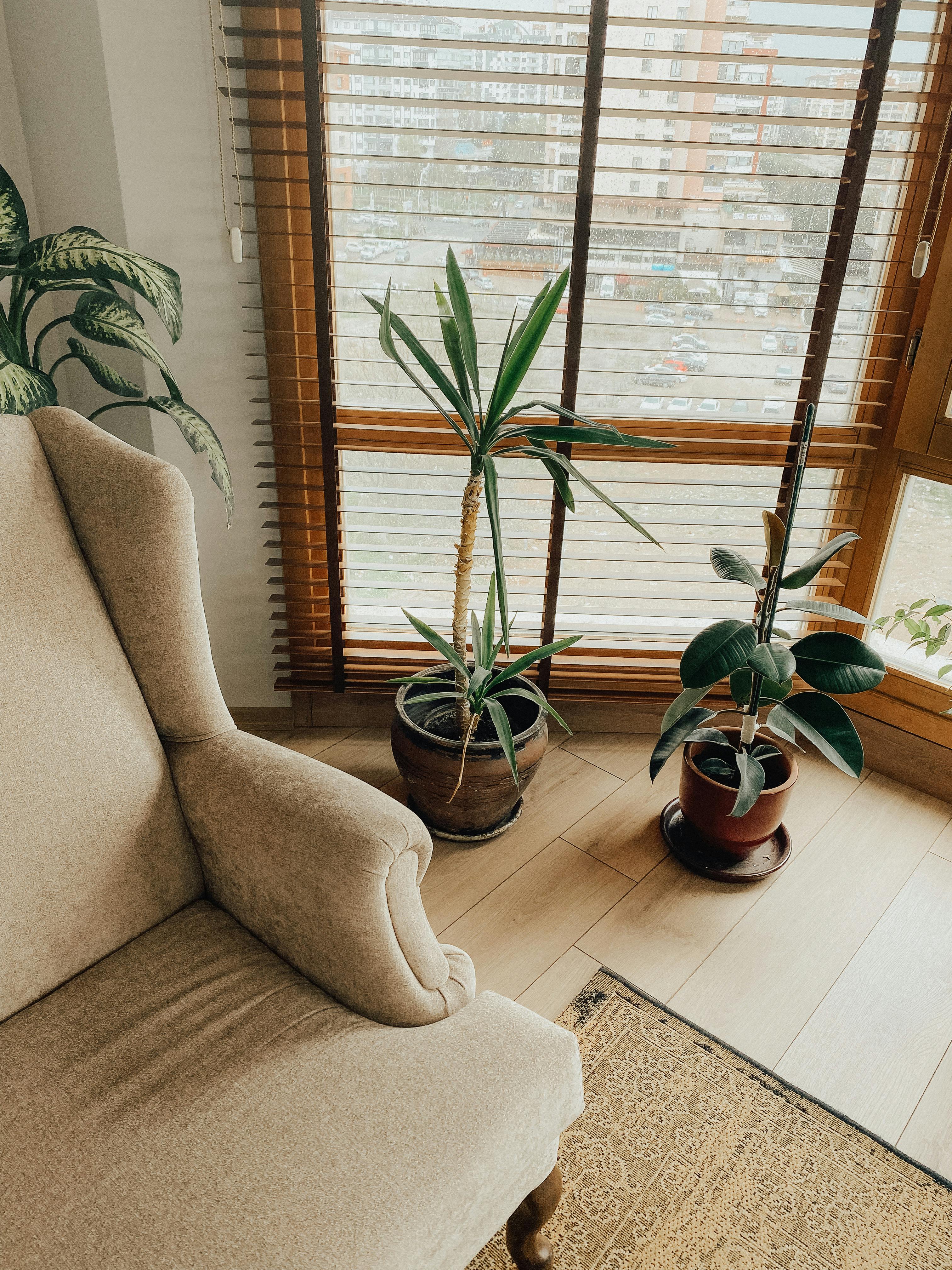窓辺の椅子と植物